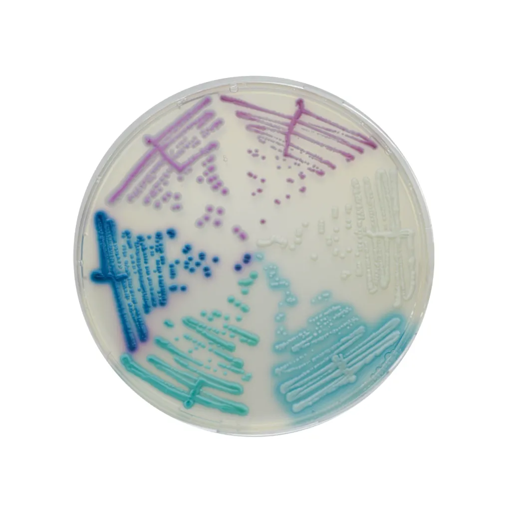 CREATIVE CMP CHROMagar CANDIDA PLUS AGAR